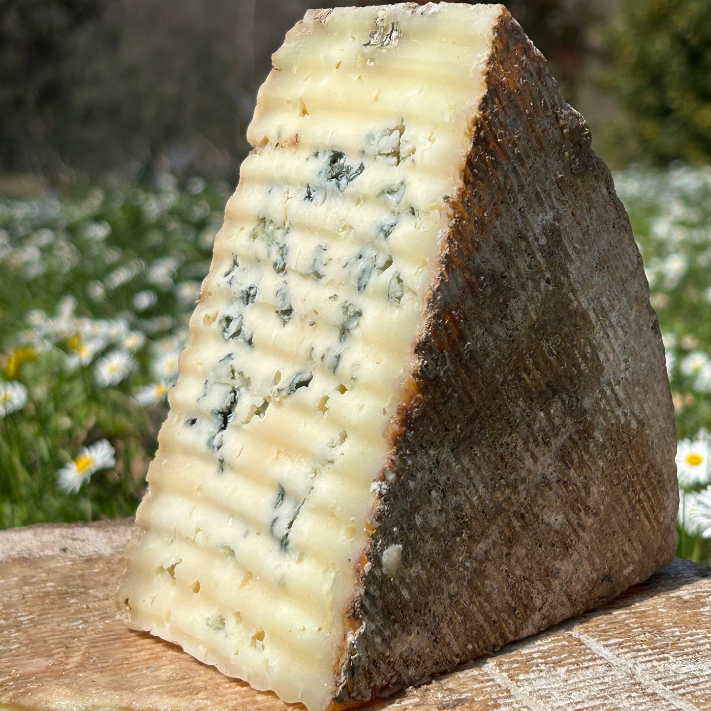 Bleu de Brebis